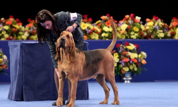 The National Dog Show Presented by Purina - Season 13