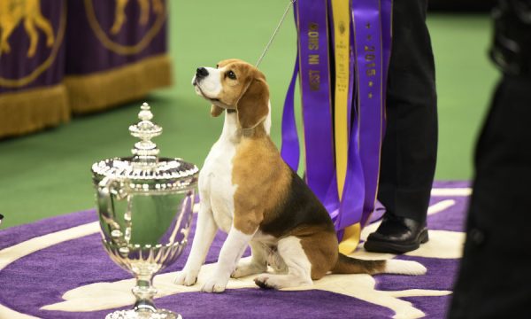 The Westminster Kennel Club Dog Show - 2015