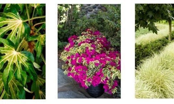 Monrovia Aralia Raspberry Ice Bougainvillea Variegated Japanese Sedge
