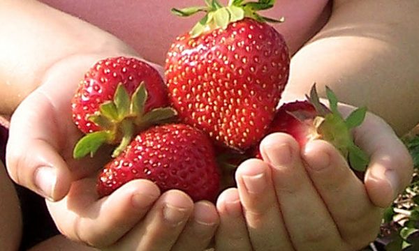 20150514175218Strawberry_Festival