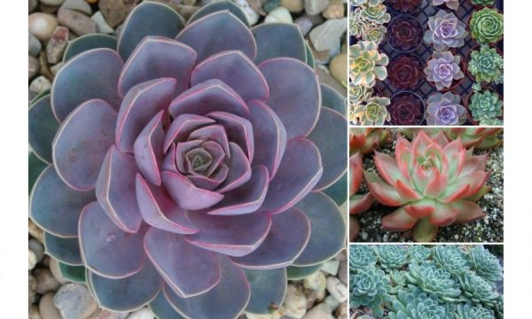 20150526203513Gardening_echeveria