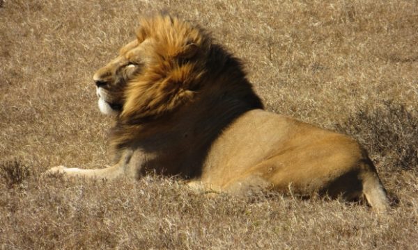 20150729122051Lion___Cecil