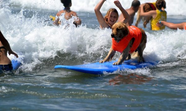 20150908174537Surf_dog_surf_a_thon