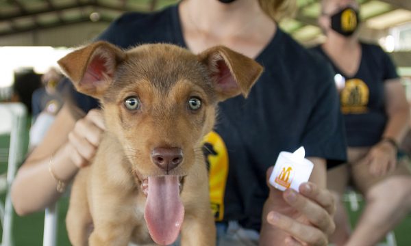 2020-pup-with-candle