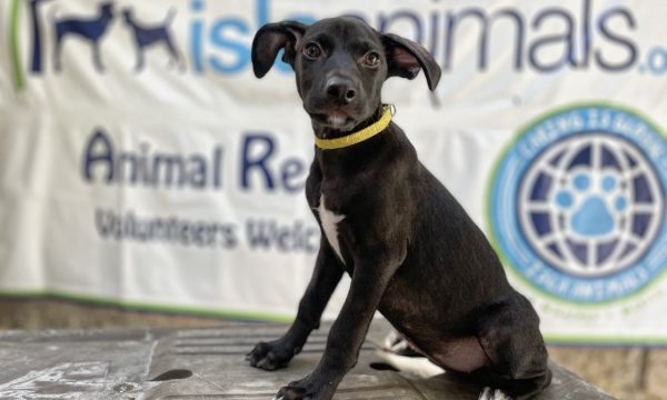 isla animal shelter isla animal shelter
