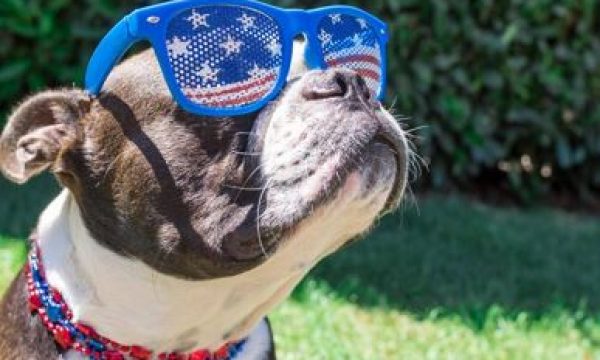 4th-of-july-dog-with-sunglasses