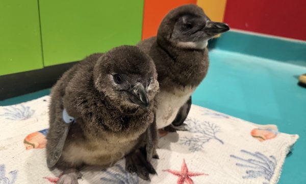 6.25.26 African penguin chicks