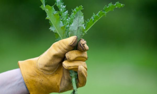 7-effective-weeding-tips-for-weed-free-garden_wOItfyd
