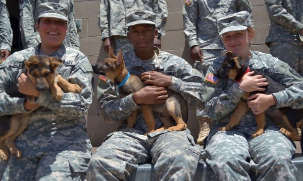 military, dog adoption helen woodward animal center, veteran's day