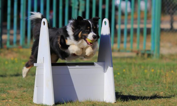  The American Kennel Club (AKC®)  fly dog challenge