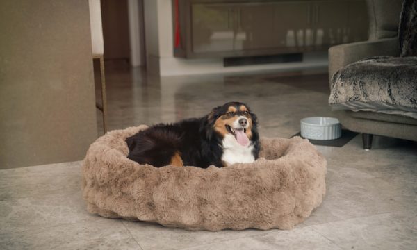 chaz dean wen pets dog bed