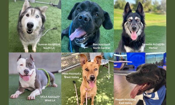 California Adopt a Pet Day