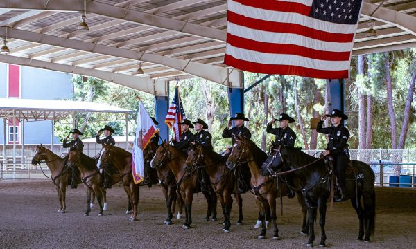 horses