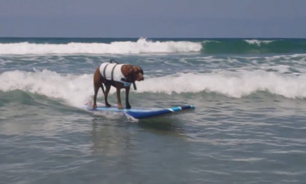 Doggy Surf Lessons Kick Off In Del Mar