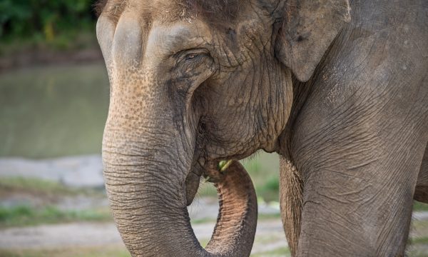 asian elephant, jewel, los angeles zoo