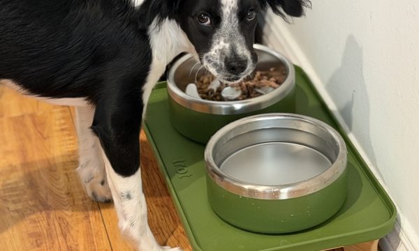 trot dog bowls