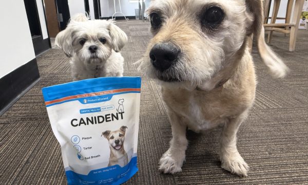 candident seaweed for dogs
