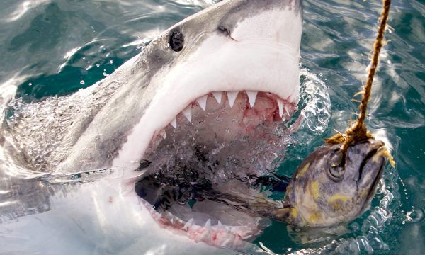 Great White Shark