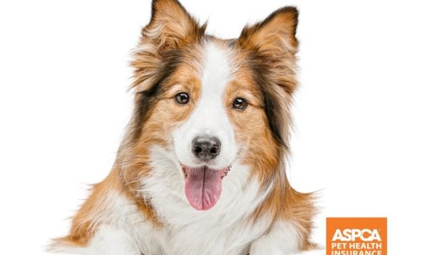 The ASPCA® Pet Health Insurance program to Provide Dogs the Ultimate Thanksgiving Feast and Donate $10,000 to a Select Animal Shelter.