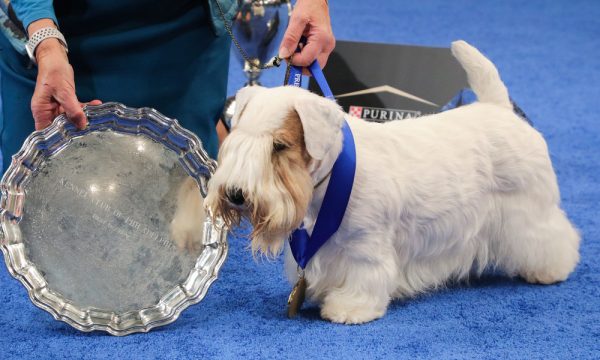 THE NATIONAL DOG SHOW PRESENTED BY PURINA -- 2023 -- Pictured: 2023 National Dog Show Best In Show Winner, Sealyham Terrier named "Stache" -- (Photo by: Bill McCay/NBC)