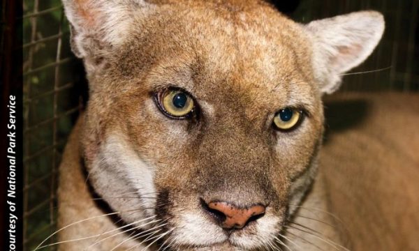 p-22, mountain lion