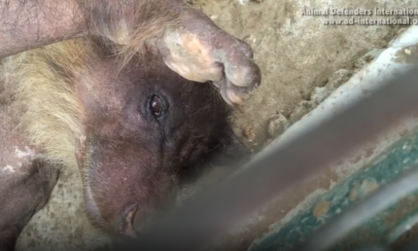 Paddington Bear Creator Joins ADI To Save “Cholita” Bear’s Life
