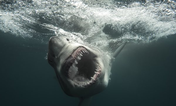 Great White Shark with mouth open