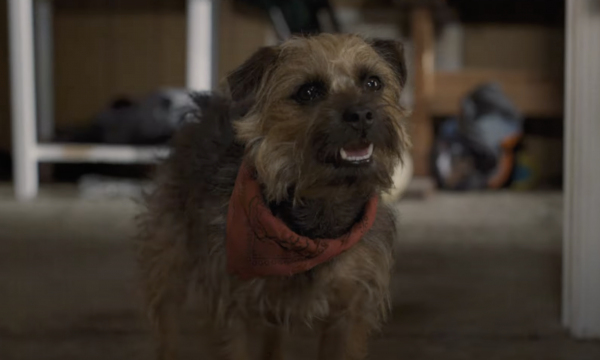 strays, will forte, will ferrell, dog movie