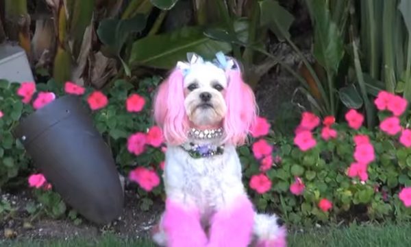 The Princess of Beverly Hills Is A Maltipoo