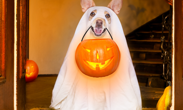 halloween, candy, tips for dogs, dogs candy