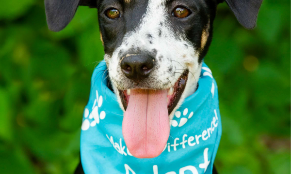 adopt-me-dog