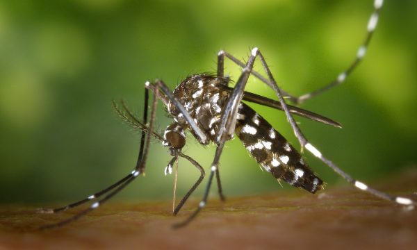 aedes-albopictus-asian-tiger-mosquito-close-up-86722