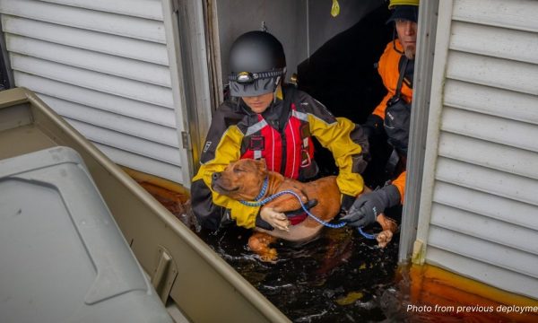 American Humane Hurricane Ida Rescue Team
