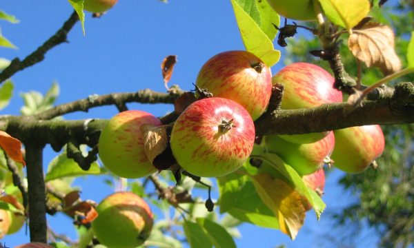 apple-tree-orchard-apfelernte-54629