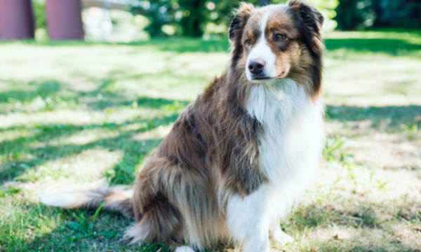 australian-shepherd-grass