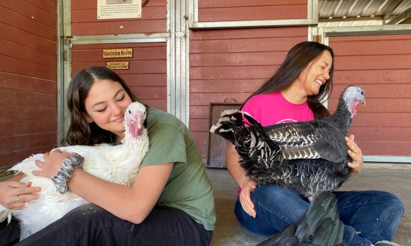 the gentle barn, rescue farm animals, turkey