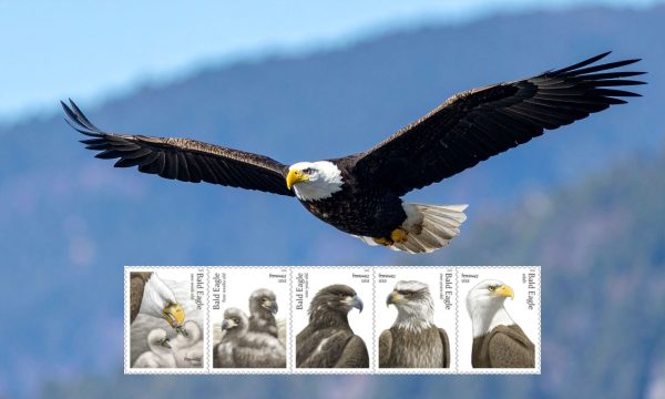 bald eagle stamps