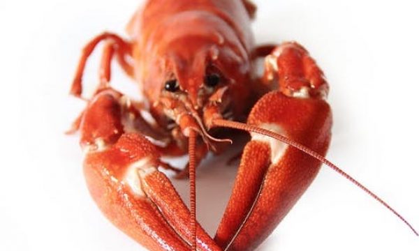 canker-crayfish-party-red-seafood-52998