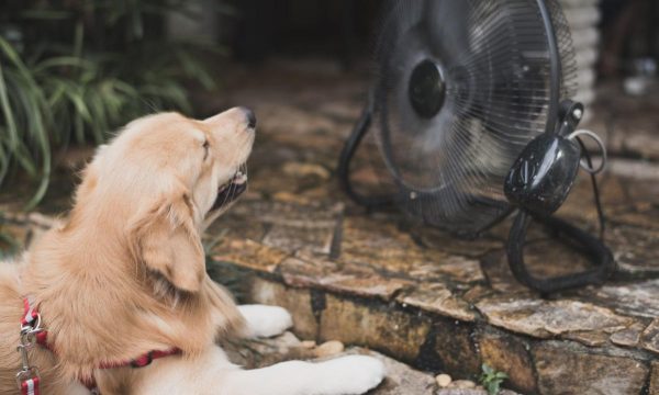 canva-golden-retriever-with-blurry-background-fan-cooling