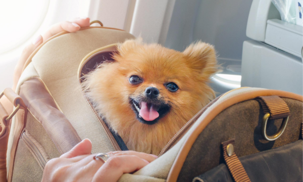dog-in-bag-happy