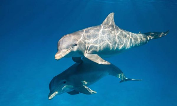 dolphins_101