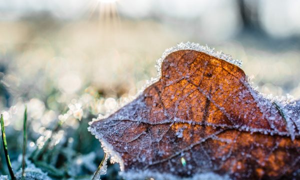 dried-leaf-cover-by-snow-at-daytime-845906