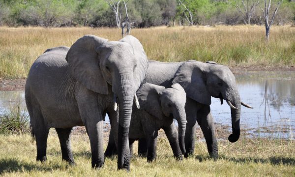 elephant-africa-okavango-delta-animal-86413