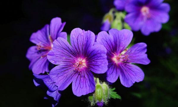 flower-blossom-bloom-blue-55748