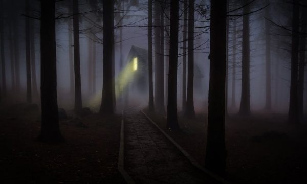 foggy-mist-forest-trees-42263