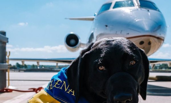 bark air, dog, plane