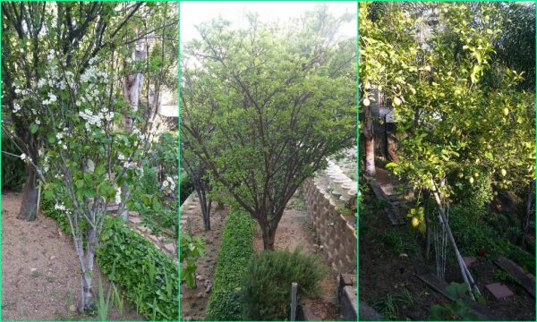 fruit-tree-2