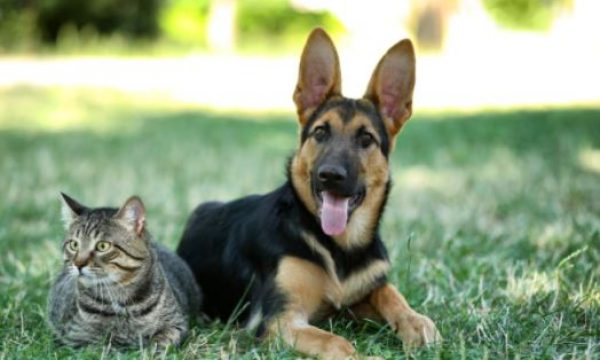 german-shepherd-and-tabby