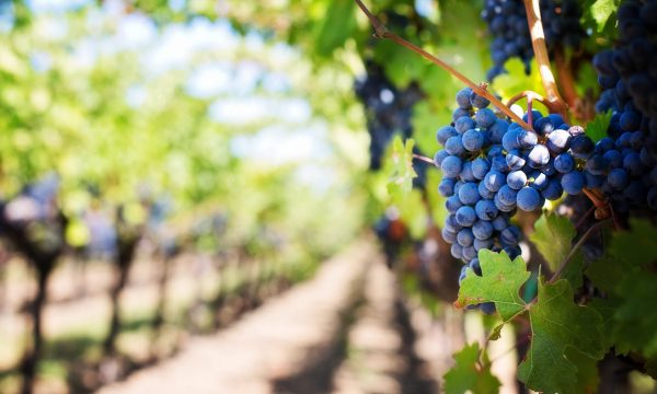 grape_vJuXtqn