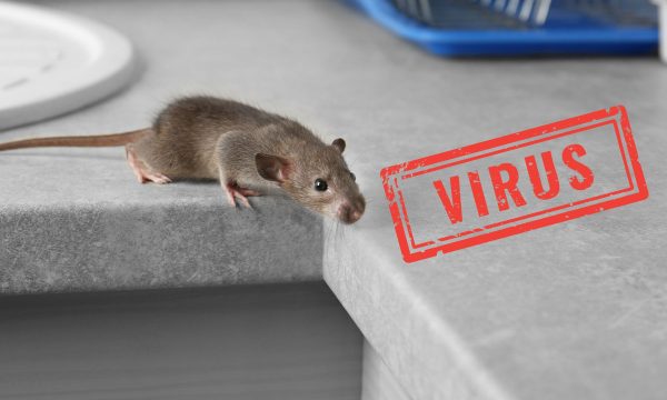 hantavirus